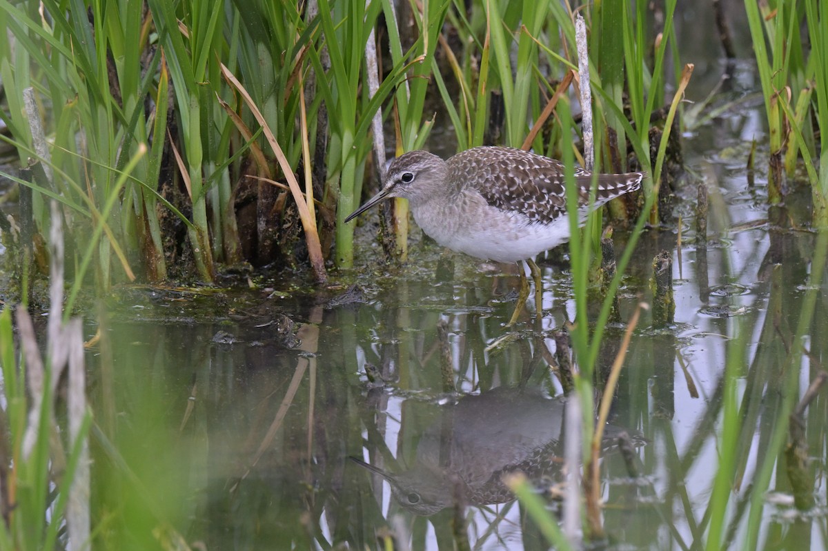 Wood Sandpiper - ML646802153