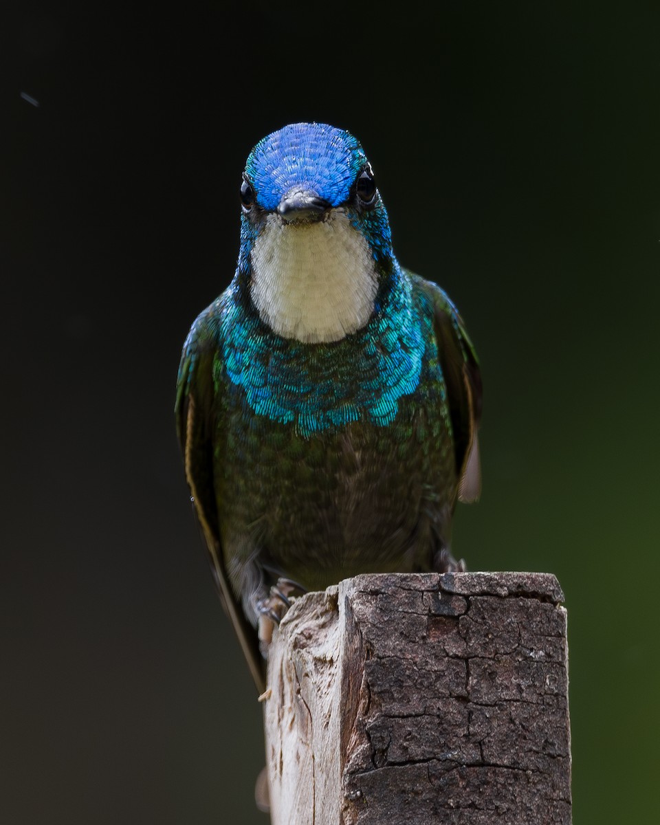 Колібрі-самоцвіт білогорлий - ML646802155