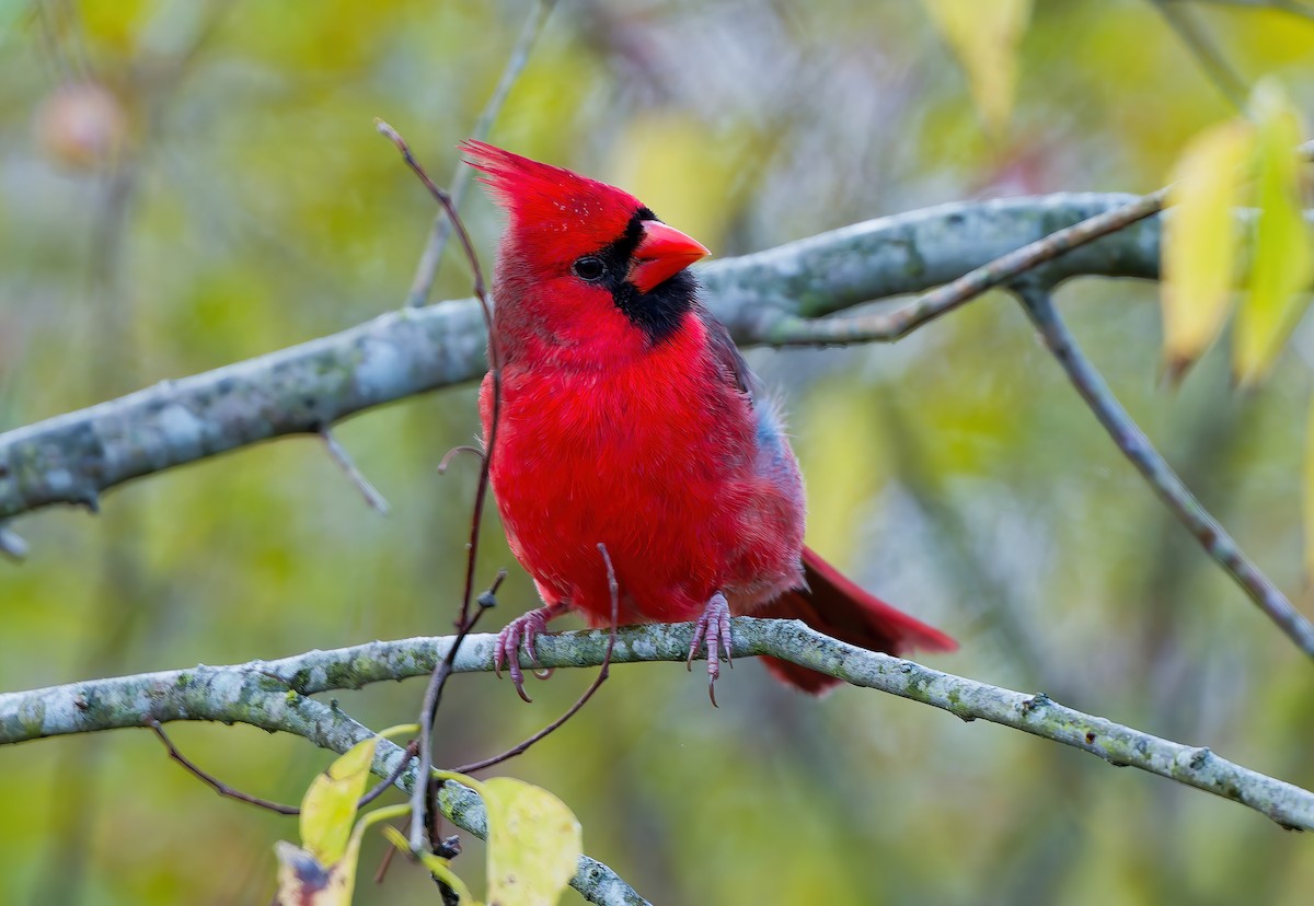 Кардинал червоний - ML646802156