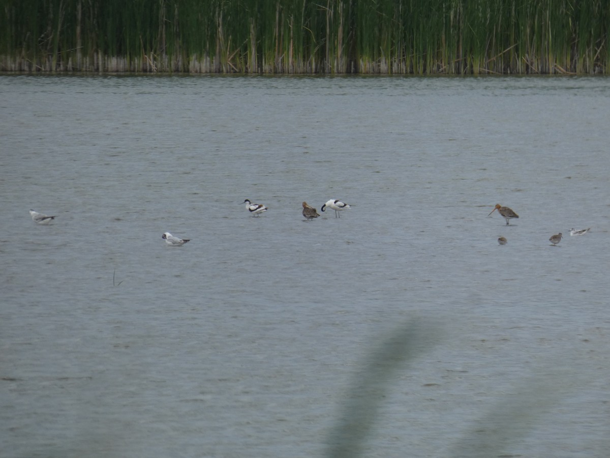 Чоботар синьоногий - ML646802157