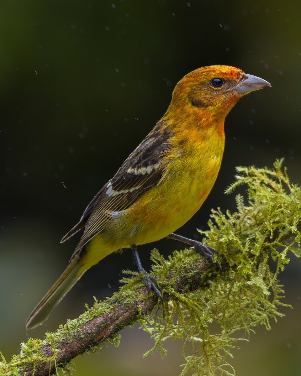 Піранга вогниста - ML646802158