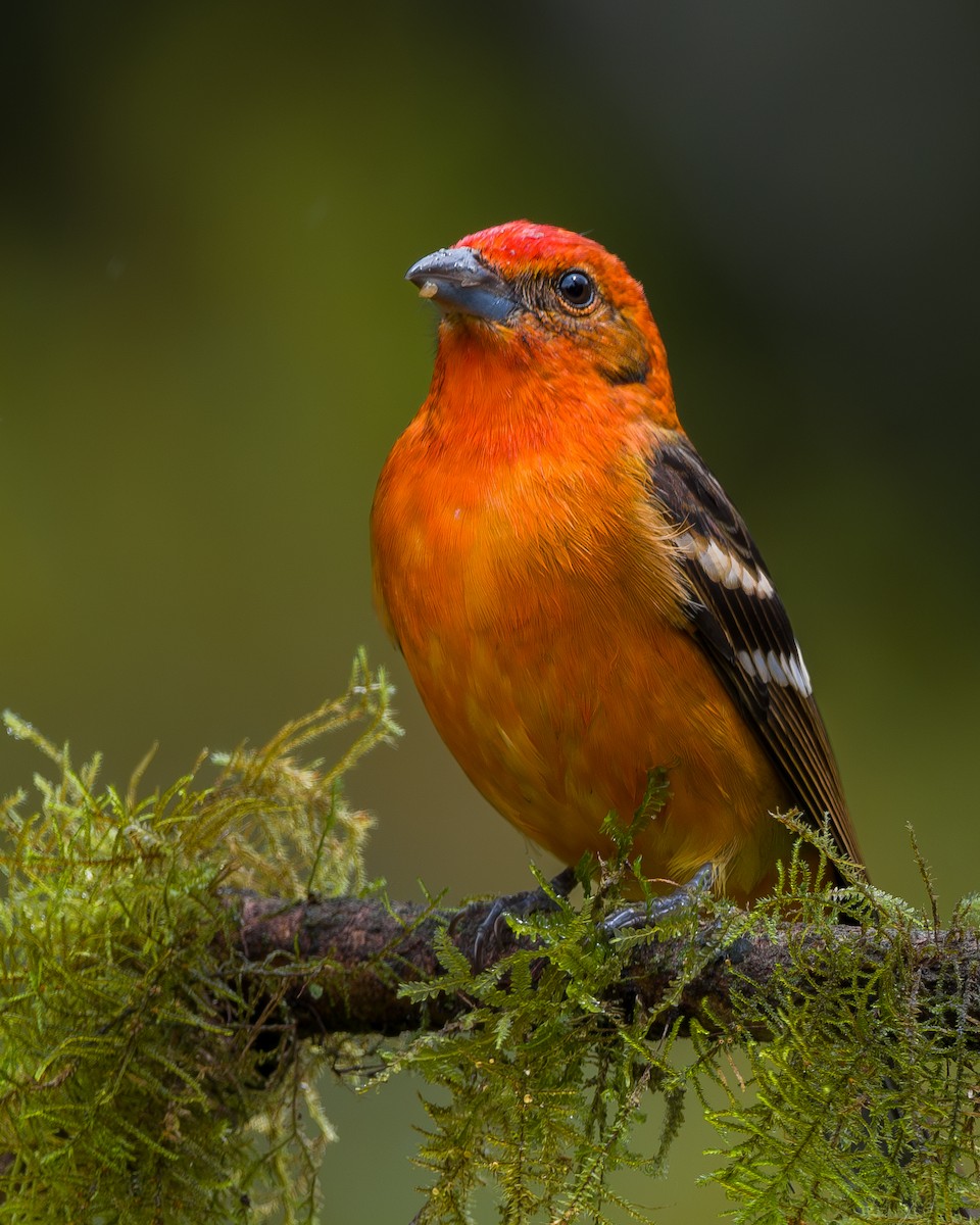 Піранга вогниста - ML646802159