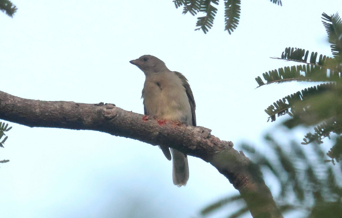 Воскоїд малий - ML646802160