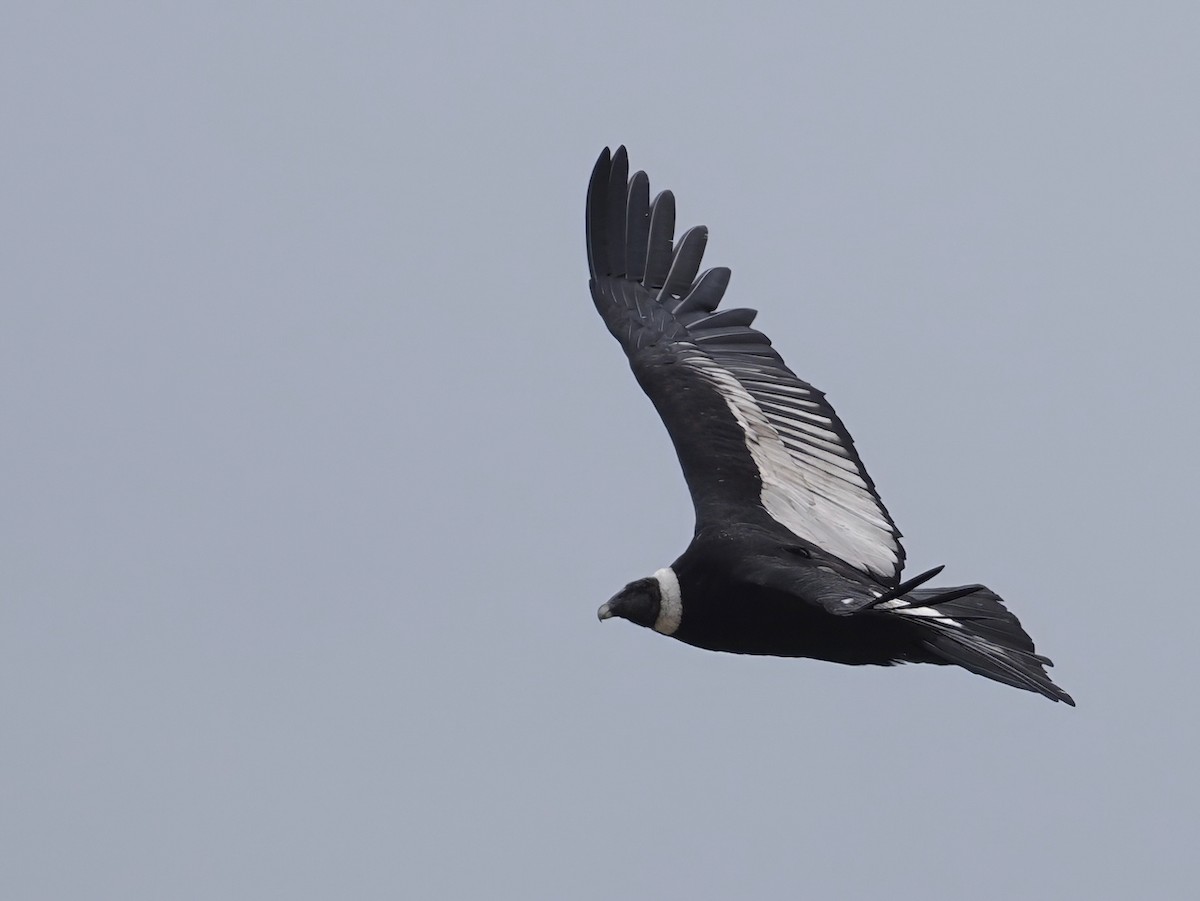 Кондор андський - ML646802161