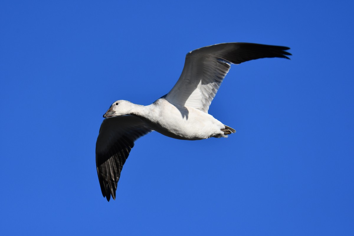 Гуска біла - ML646802162