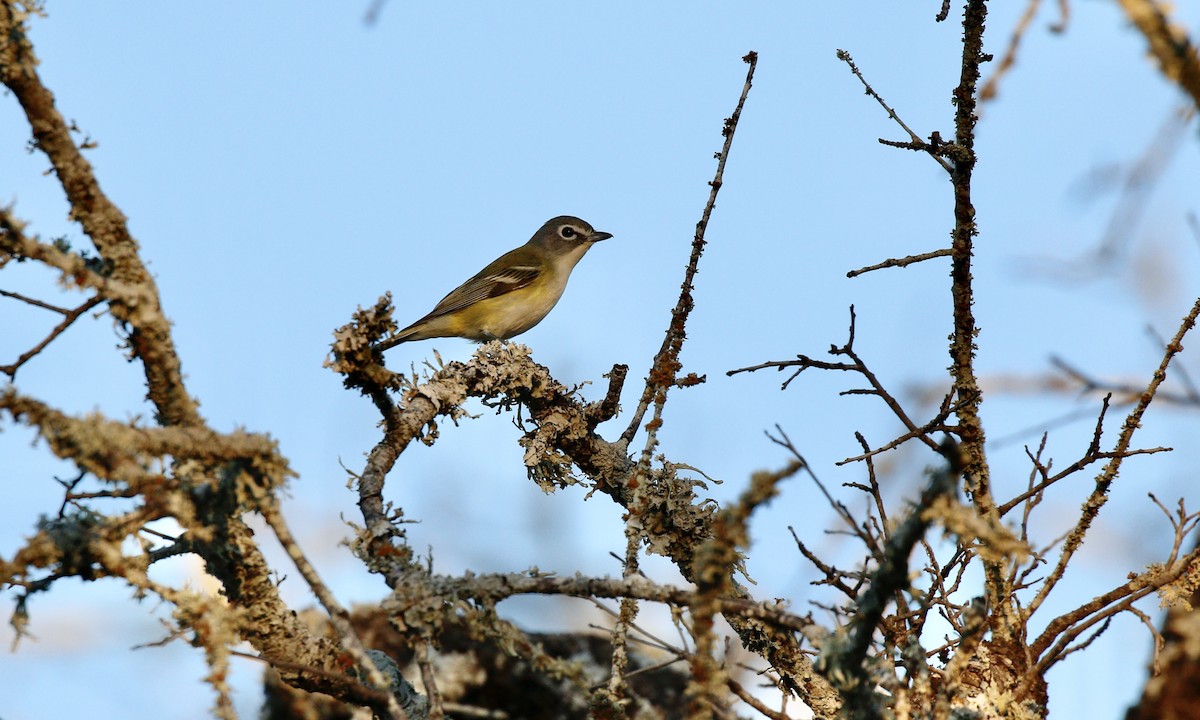 Віреон сизоголовий - ML646802163