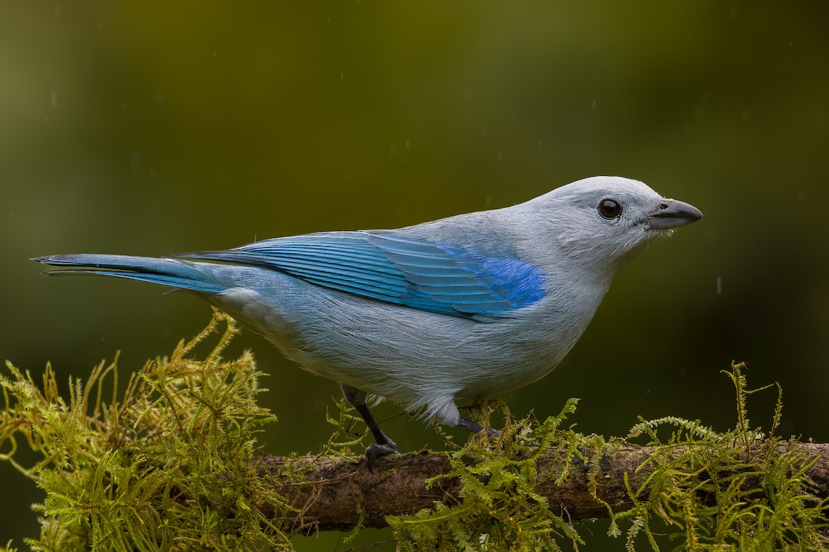 Саяка блакитна - ML646802166