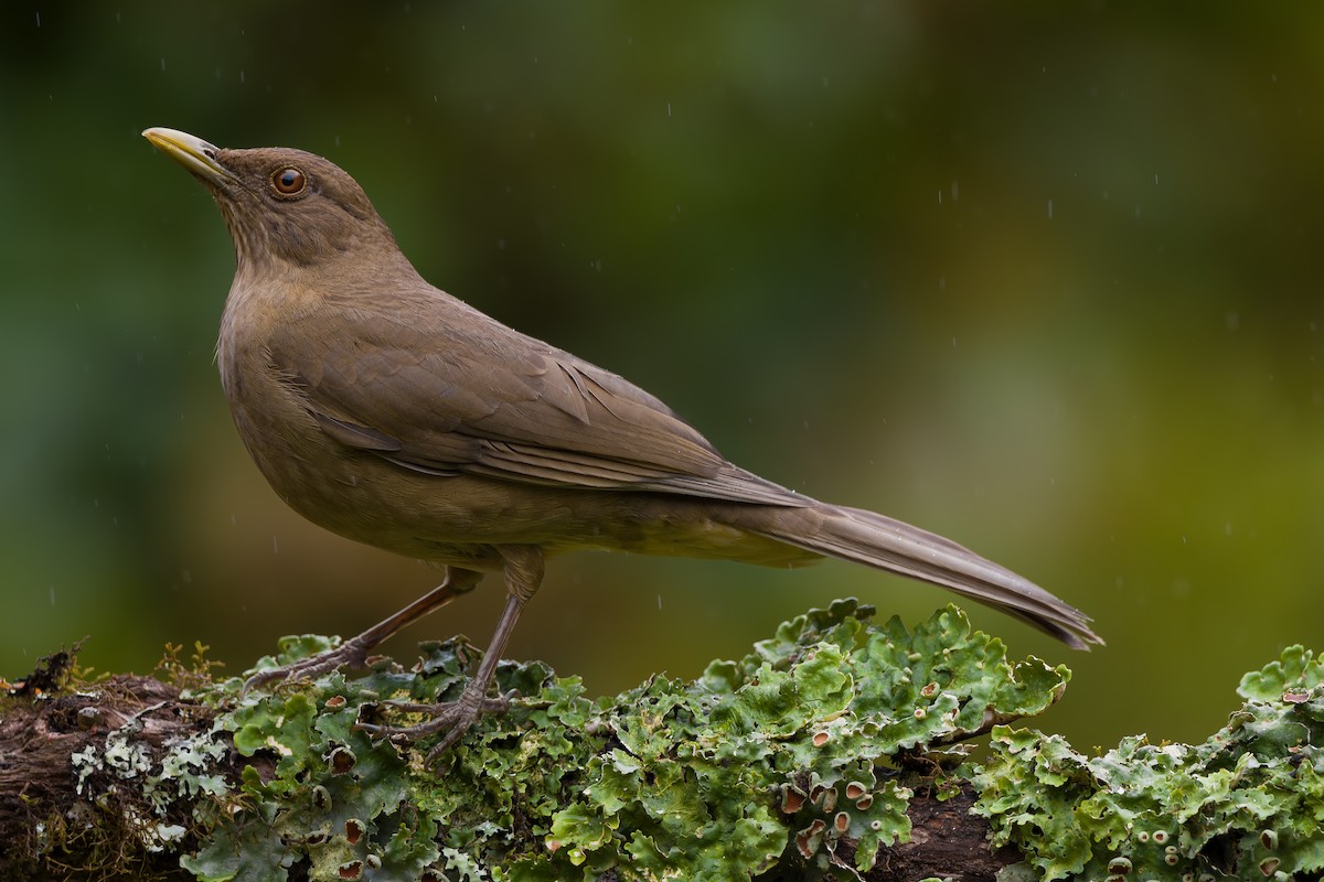 Дрізд бронзовий - ML646802167