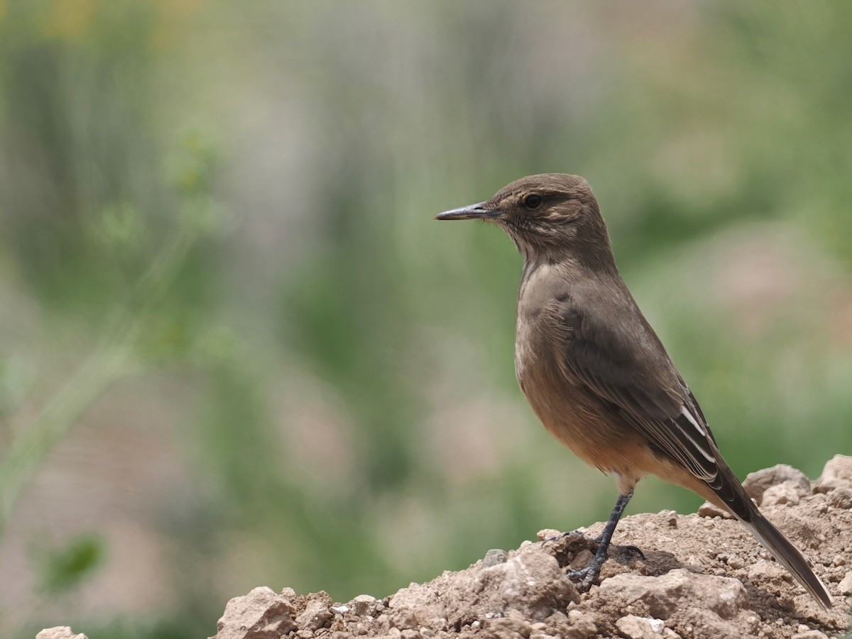 Гохо гірський - ML646802168