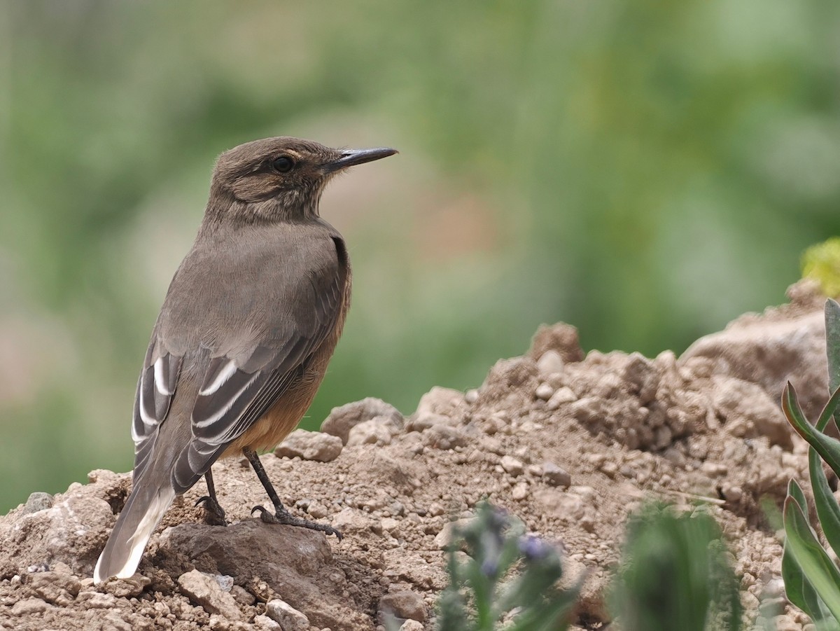 Гохо гірський - ML646802169