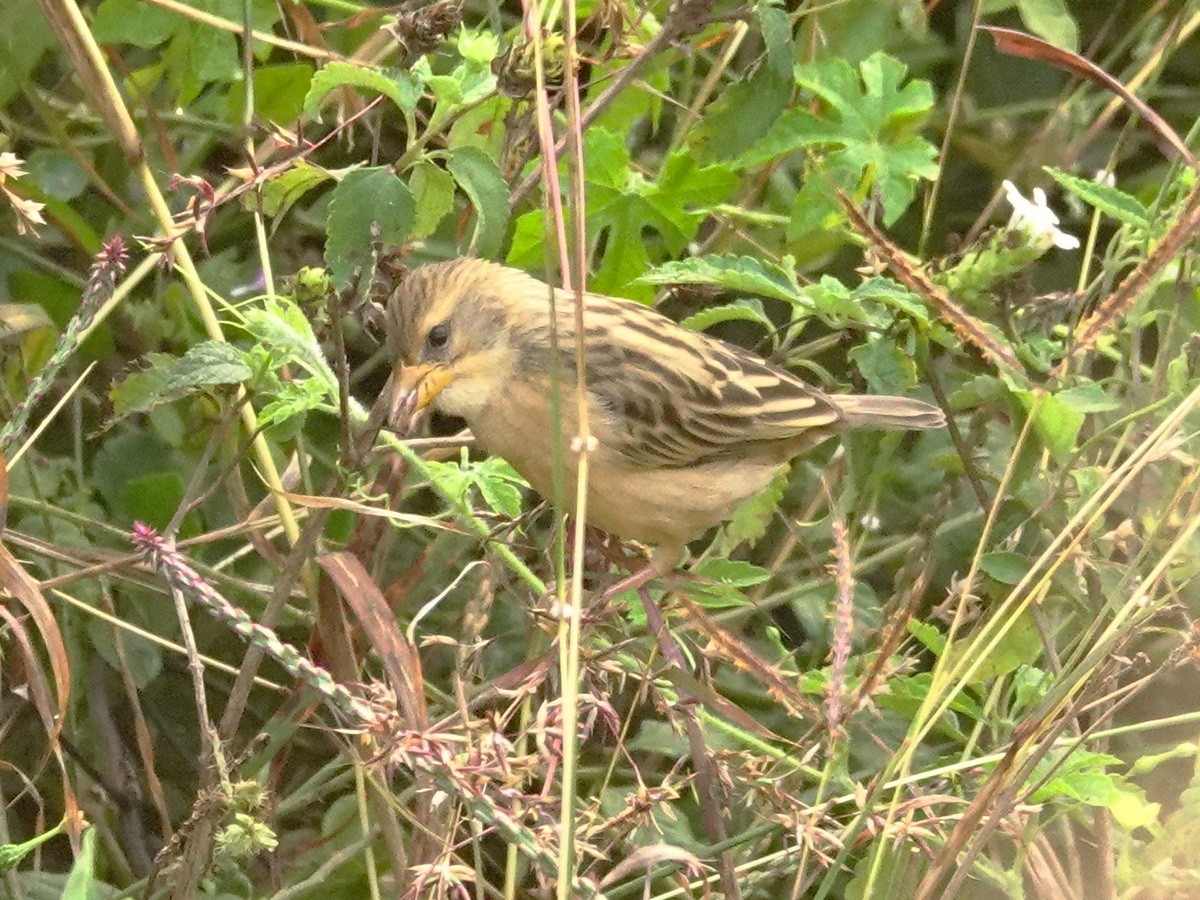 キムネコウヨウジャク - ML646802170