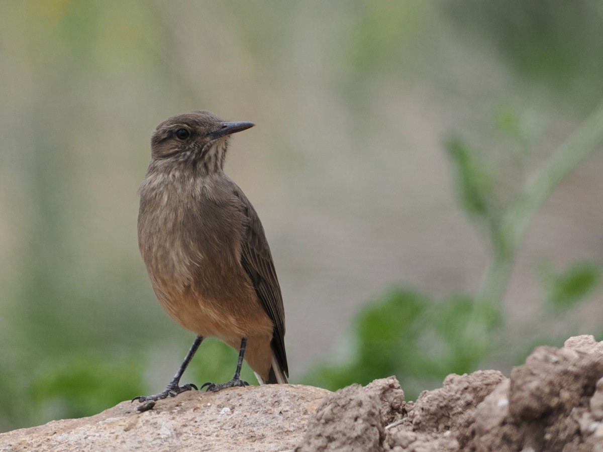 Гохо гірський - ML646802171