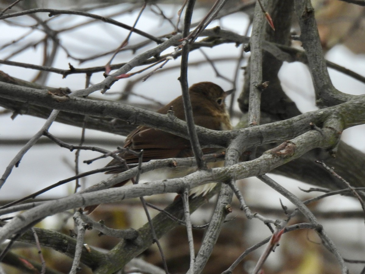 Дрізд-короткодзьоб плямистоволий - ML646802172