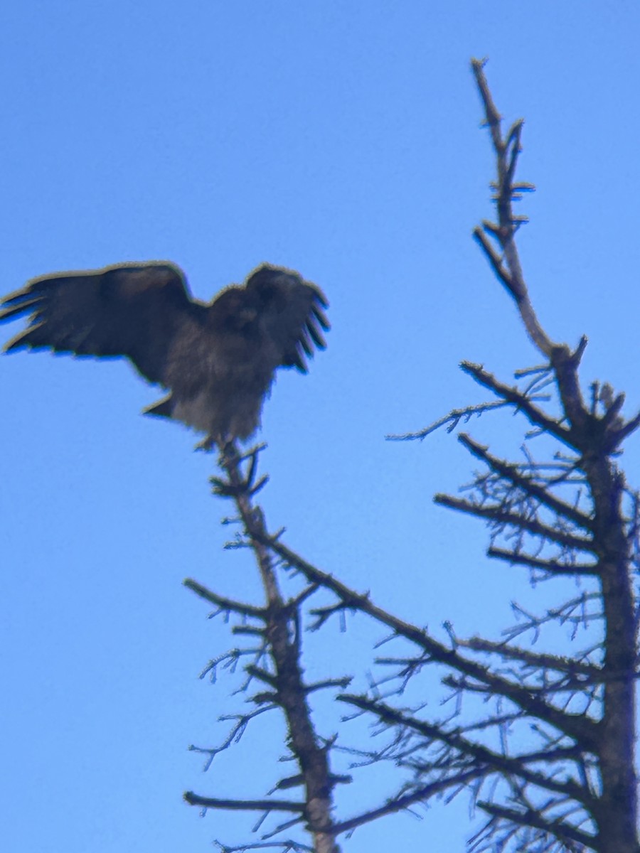 Red-tailed Hawk - ML646802173