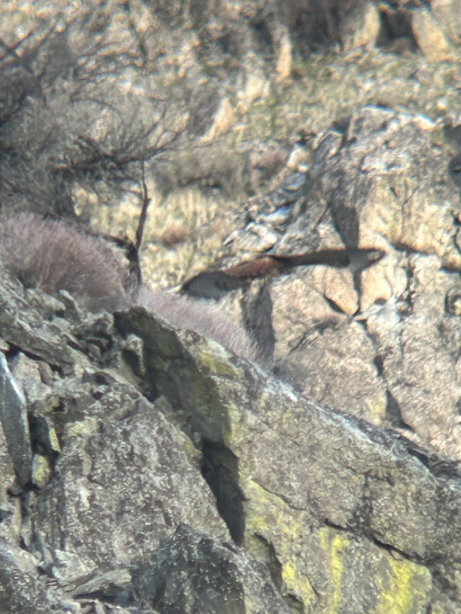 Red-tailed Hawk - ML646802174