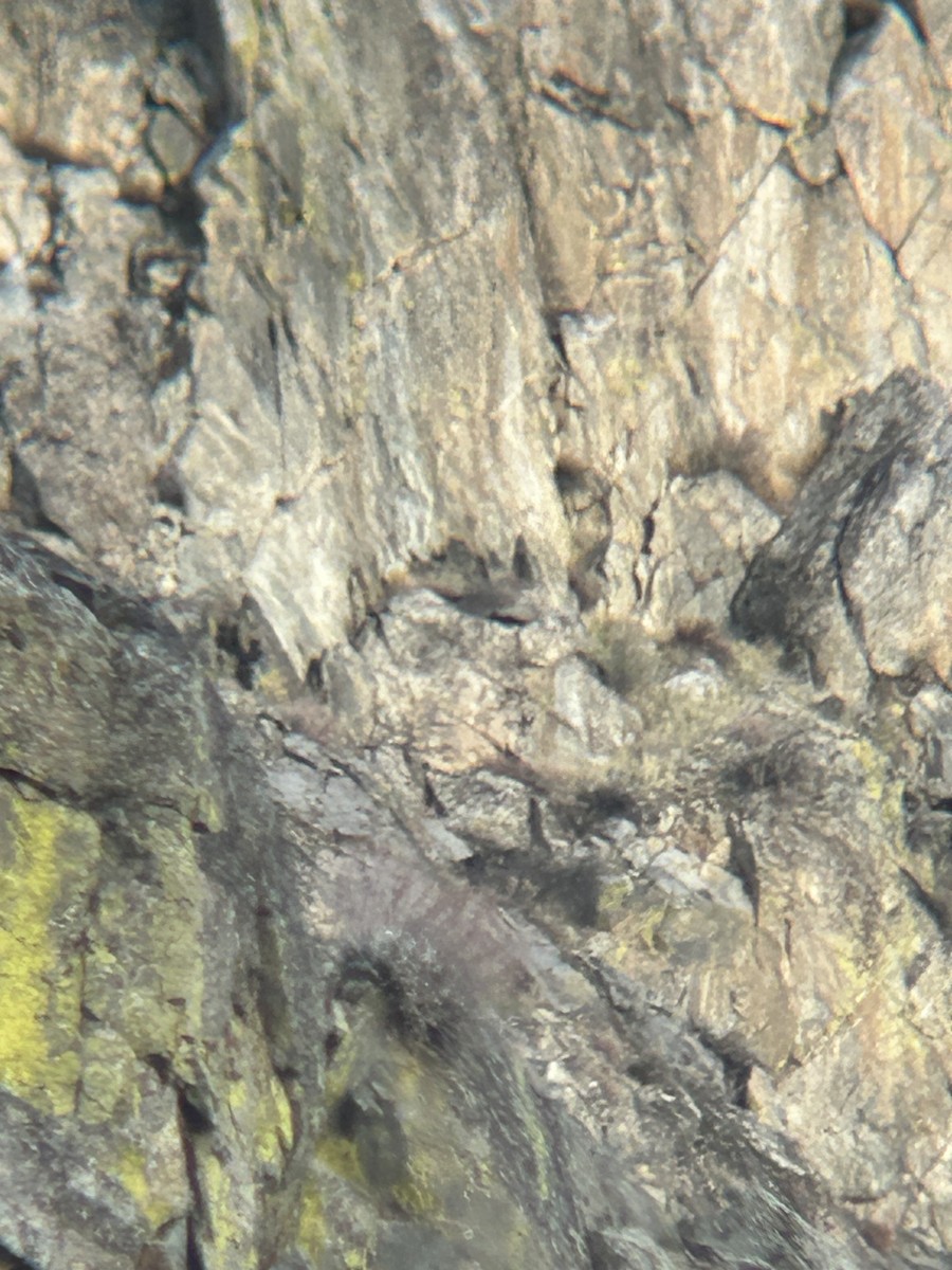 Red-tailed Hawk - ML646802175