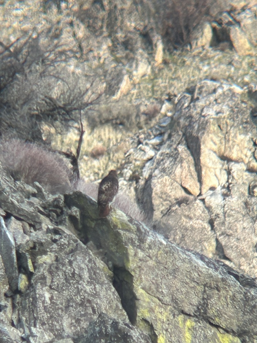 Red-tailed Hawk - ML646802176