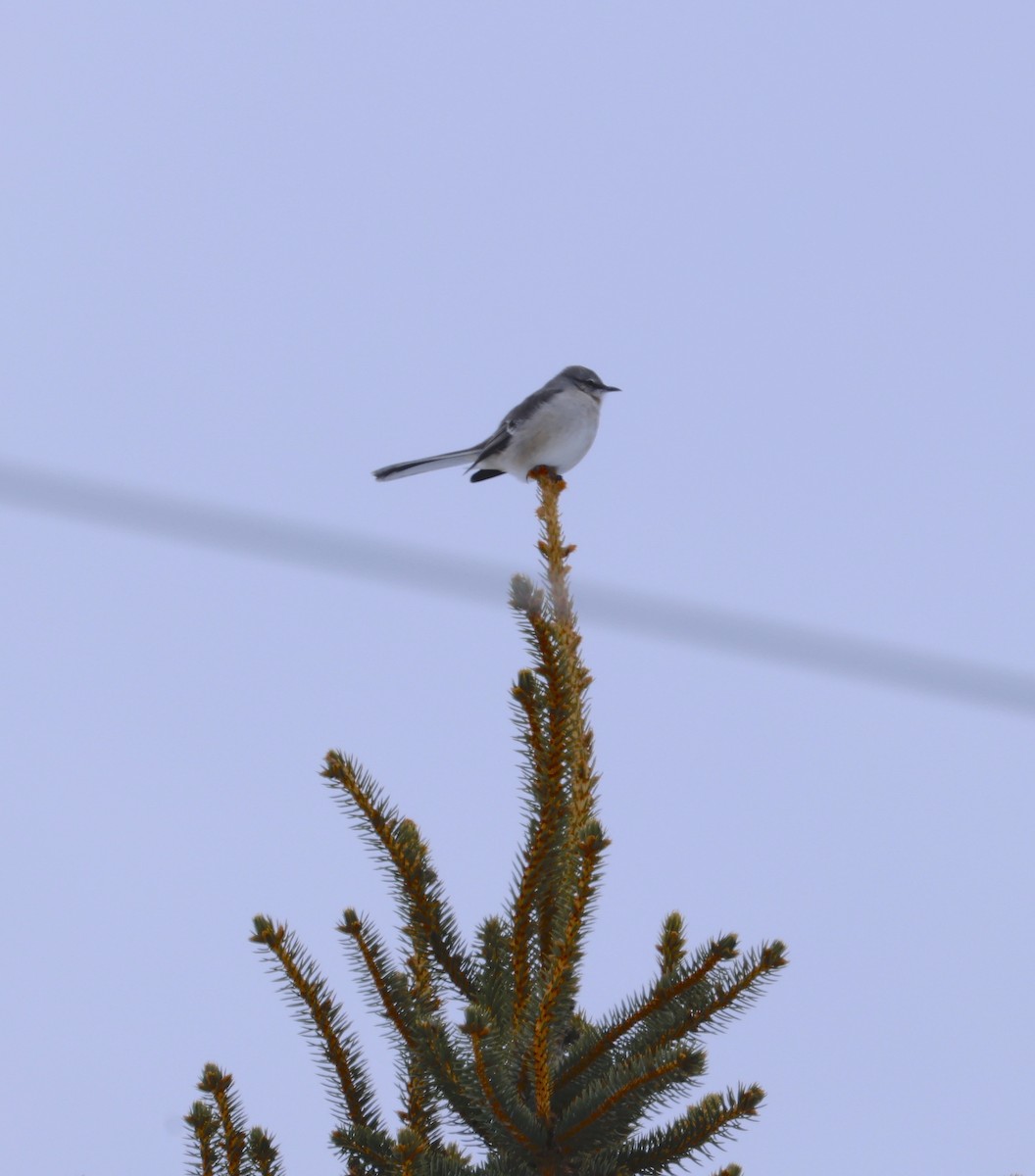 Northern Mockingbird - ML646802177