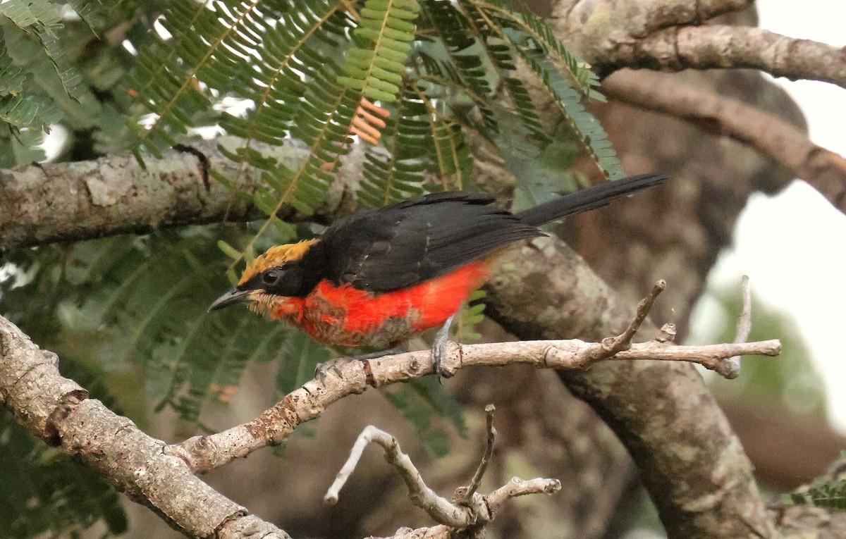 Гонолек червоний - ML646802178