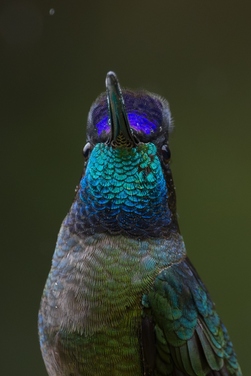 Talamanca Hummingbird - ML646802180