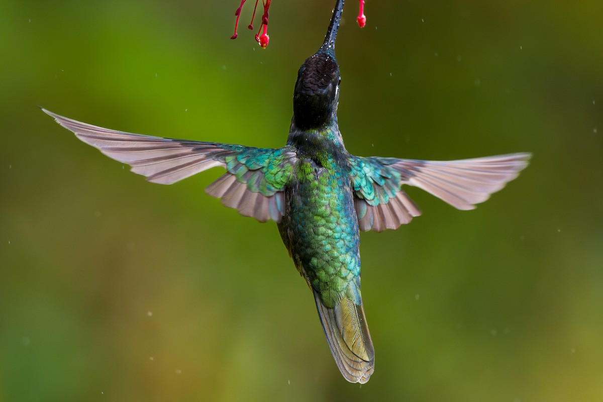 Talamanca Hummingbird - ML646802181