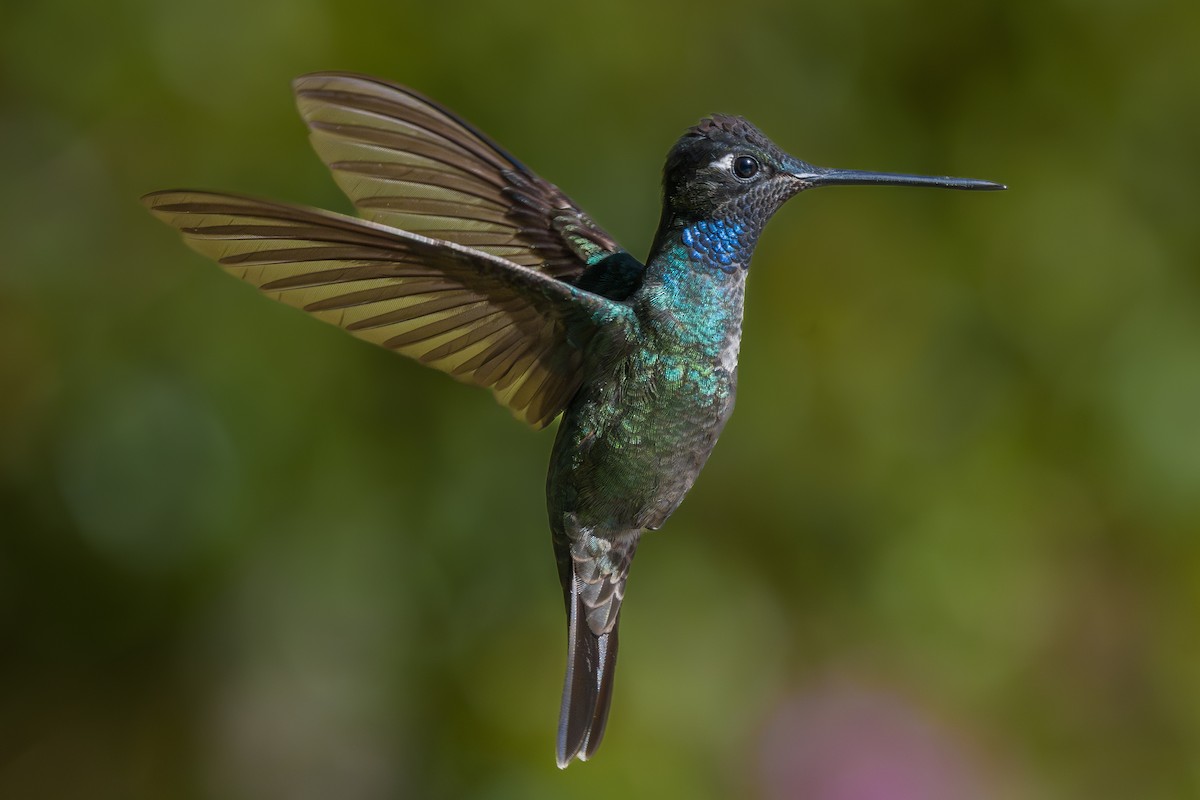 Talamanca Hummingbird - ML646802182