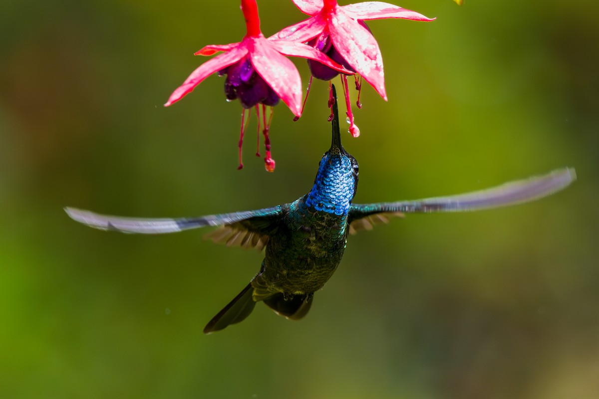 Talamanca Hummingbird - ML646802183