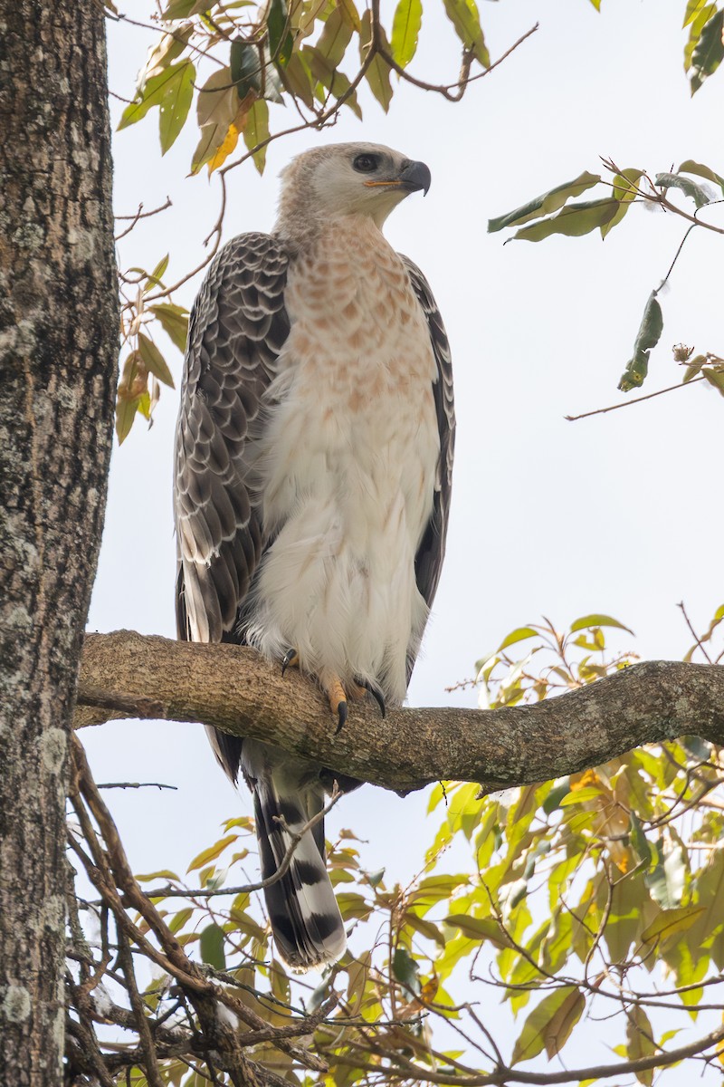 Águila Coronada - ML646802184