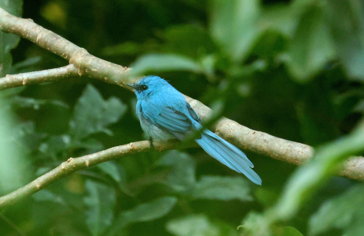 blåelminia - ML646802188