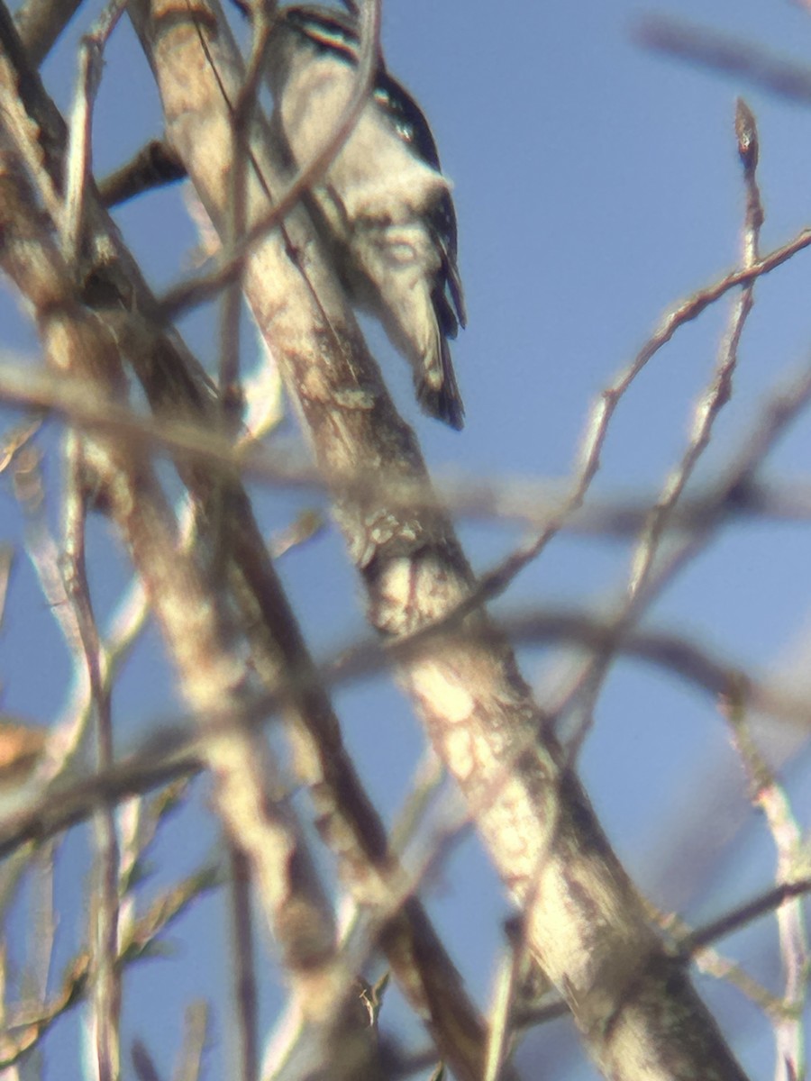 Downy Woodpecker - ML646802189