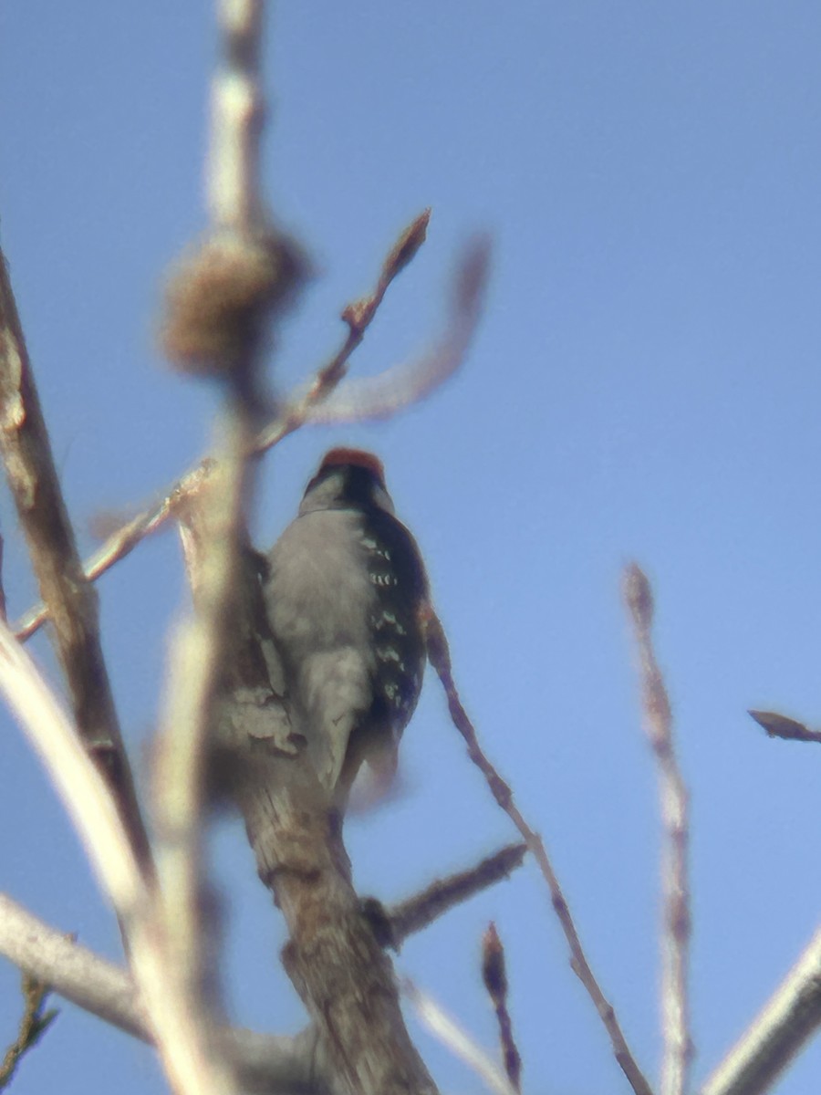 Downy Woodpecker - ML646802190