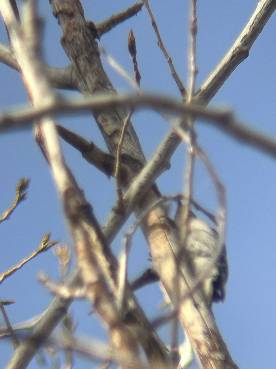 Downy Woodpecker - ML646802191