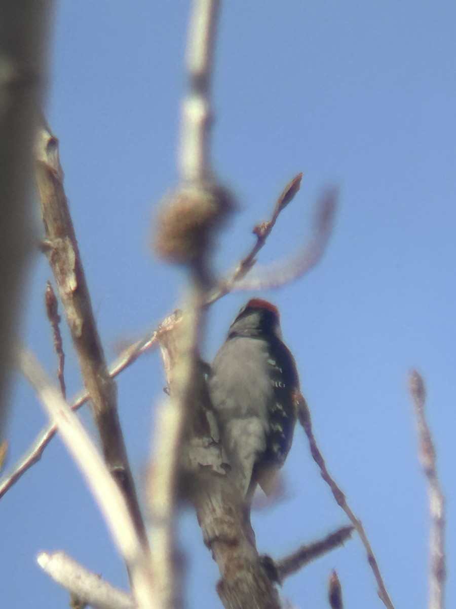 Downy Woodpecker - ML646802192