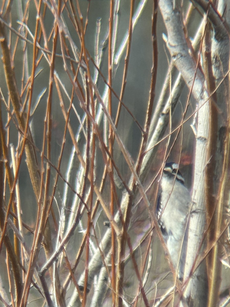 Downy Woodpecker - ML646802193
