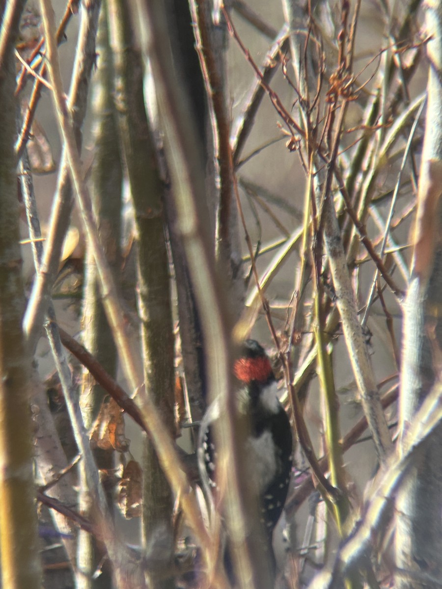 Downy Woodpecker - ML646802194