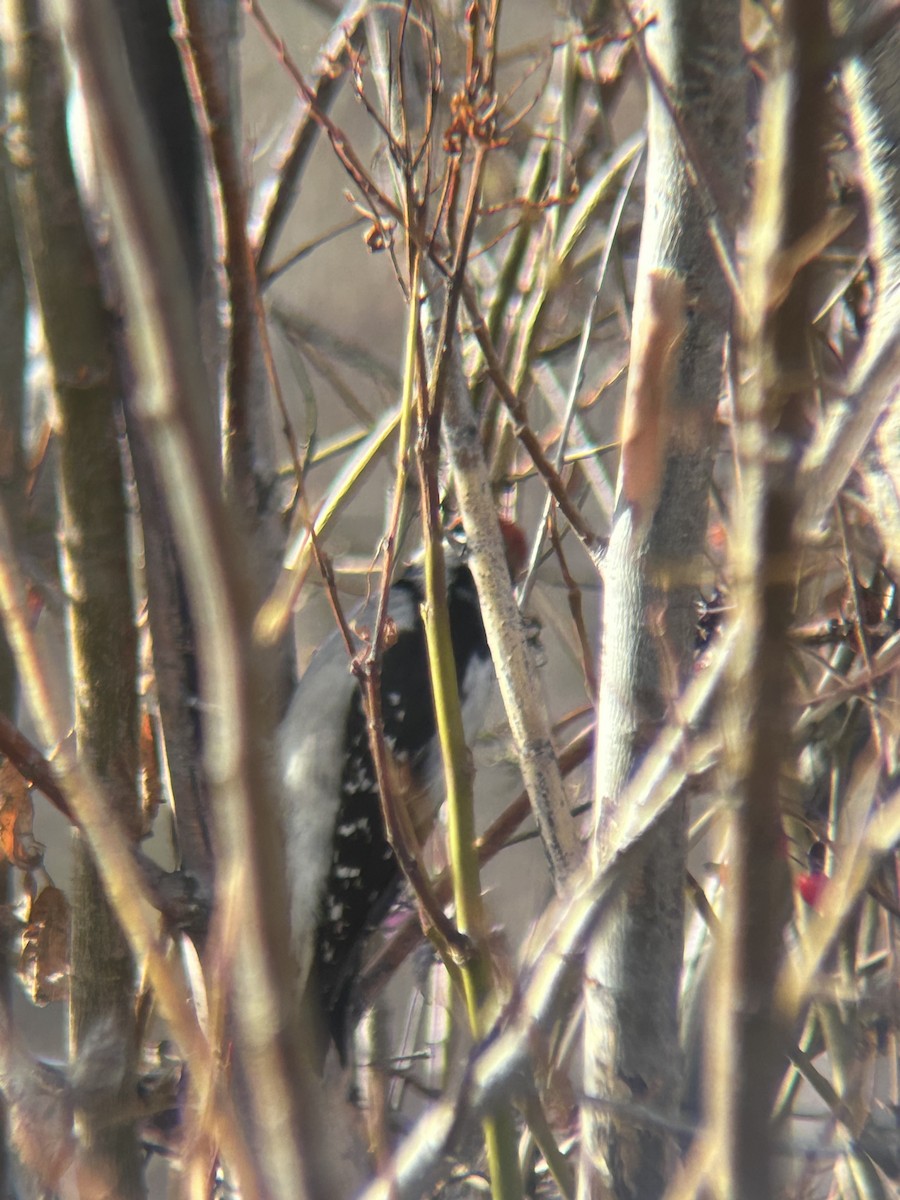 Downy Woodpecker - ML646802195