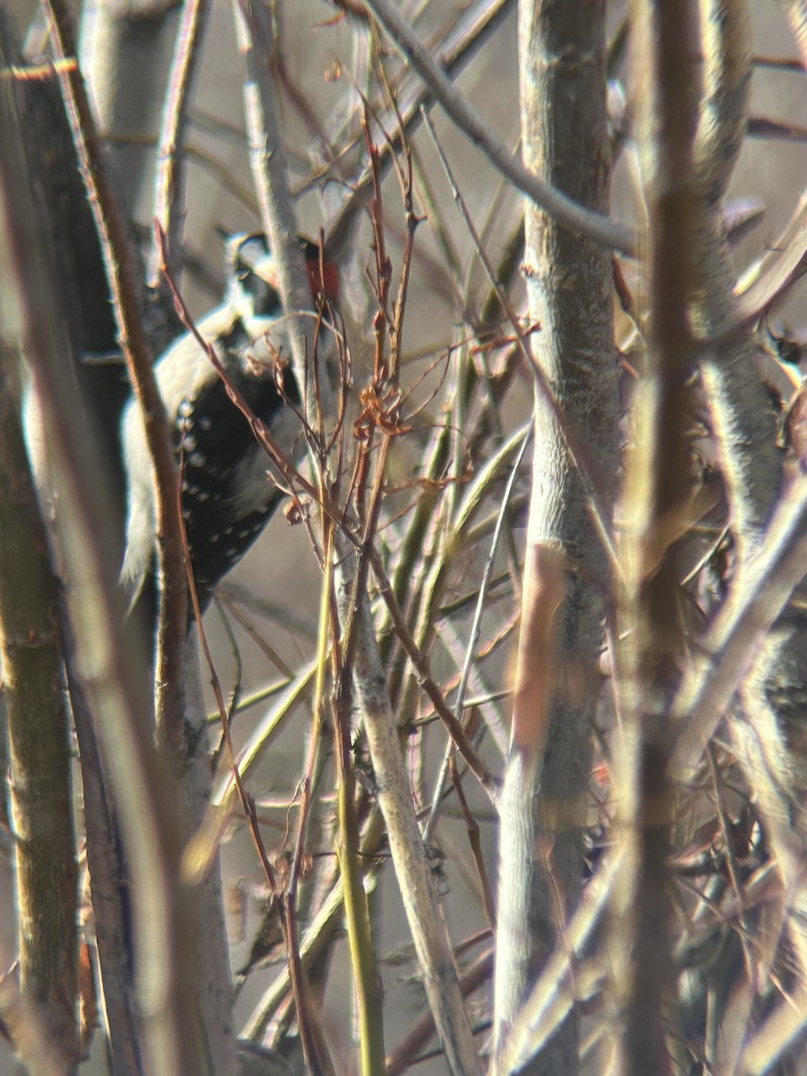 Downy Woodpecker - ML646802196