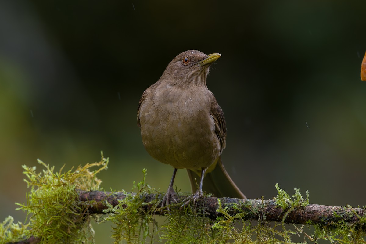 Clay-colored Thrush - ML646802197
