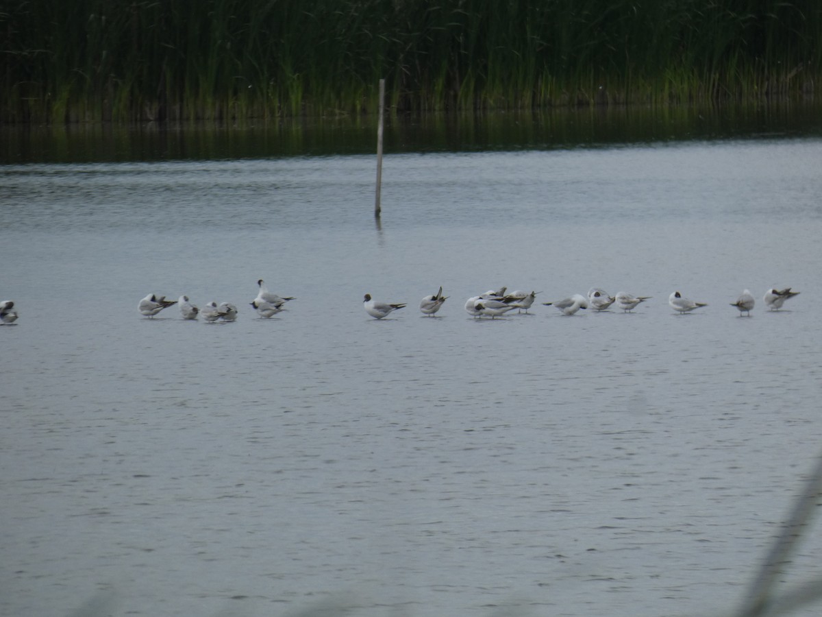 racek chechtavý - ML646802198