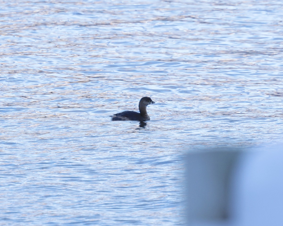 Pied-billed Grebe - ML646802200