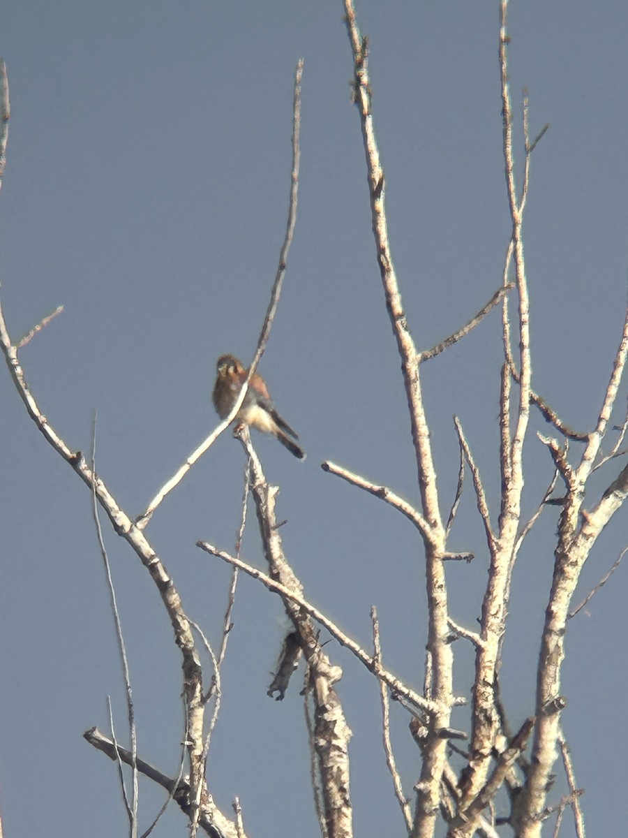 American Kestrel - ML646802202