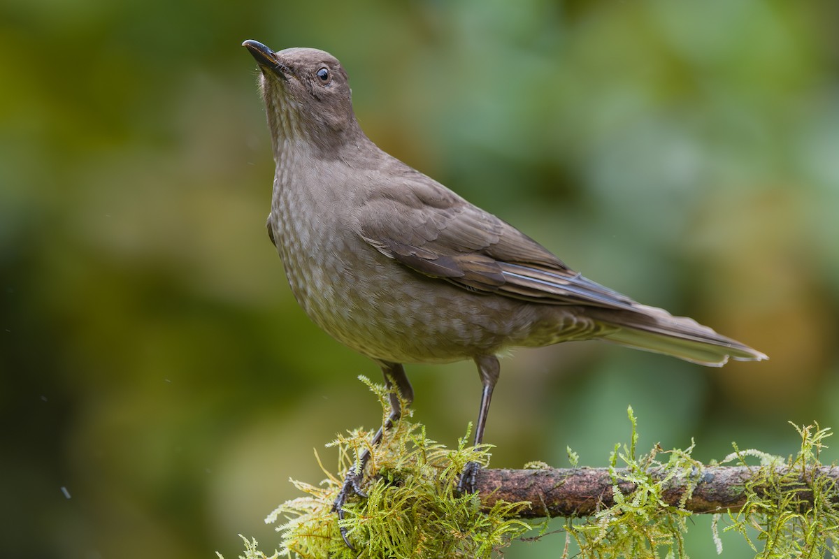 Mountain Thrush - ML646802203