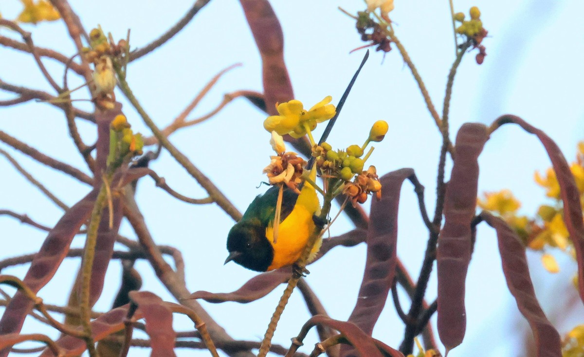 Pygmy Sunbird - ML646802204