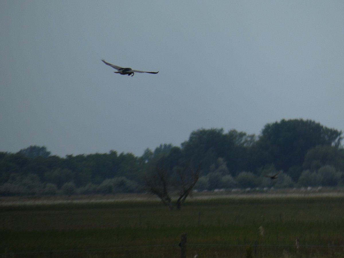 kvakoš noční - ML646802205