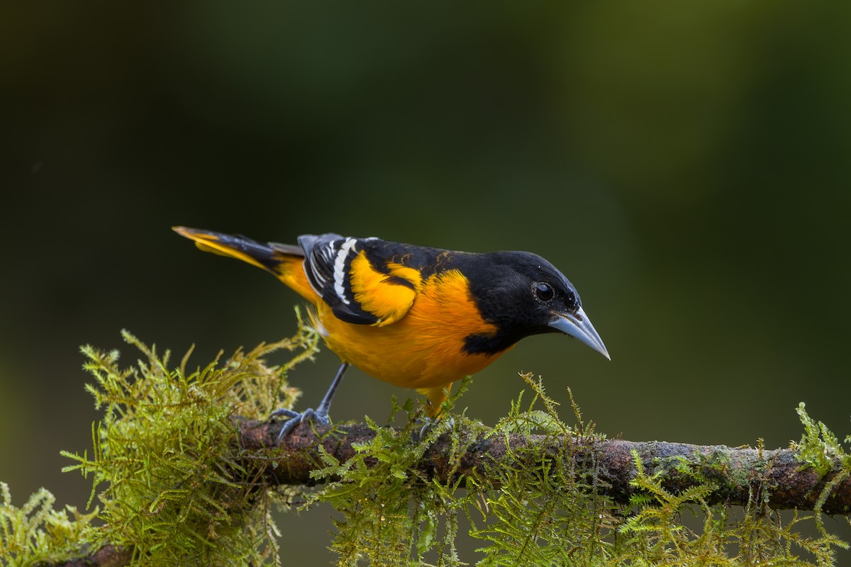 Baltimore Oriole - ML646802206