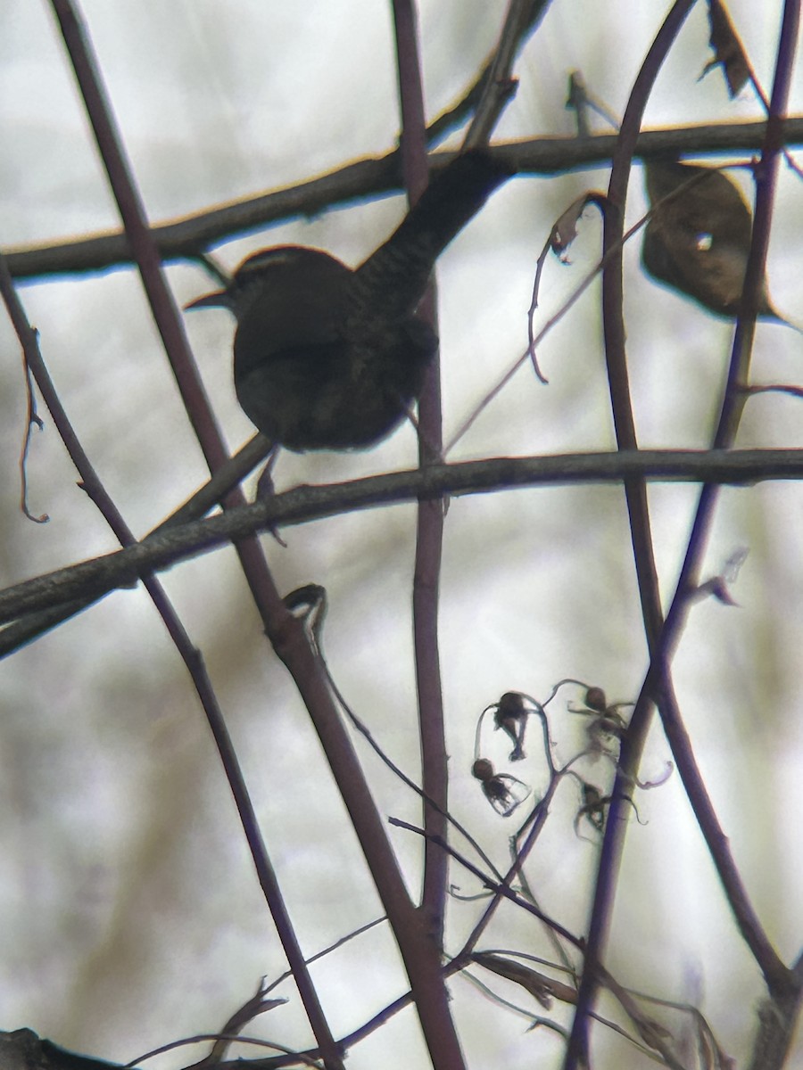 Bewick's Wren - ML646802208
