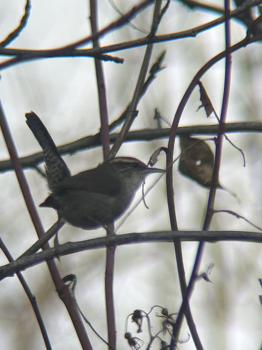 Bewick's Wren - ML646802209