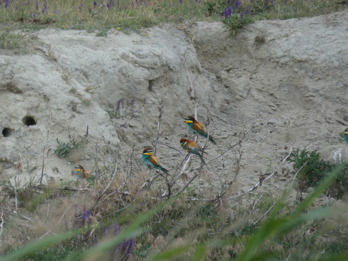 vlha pestrá - ML646802212