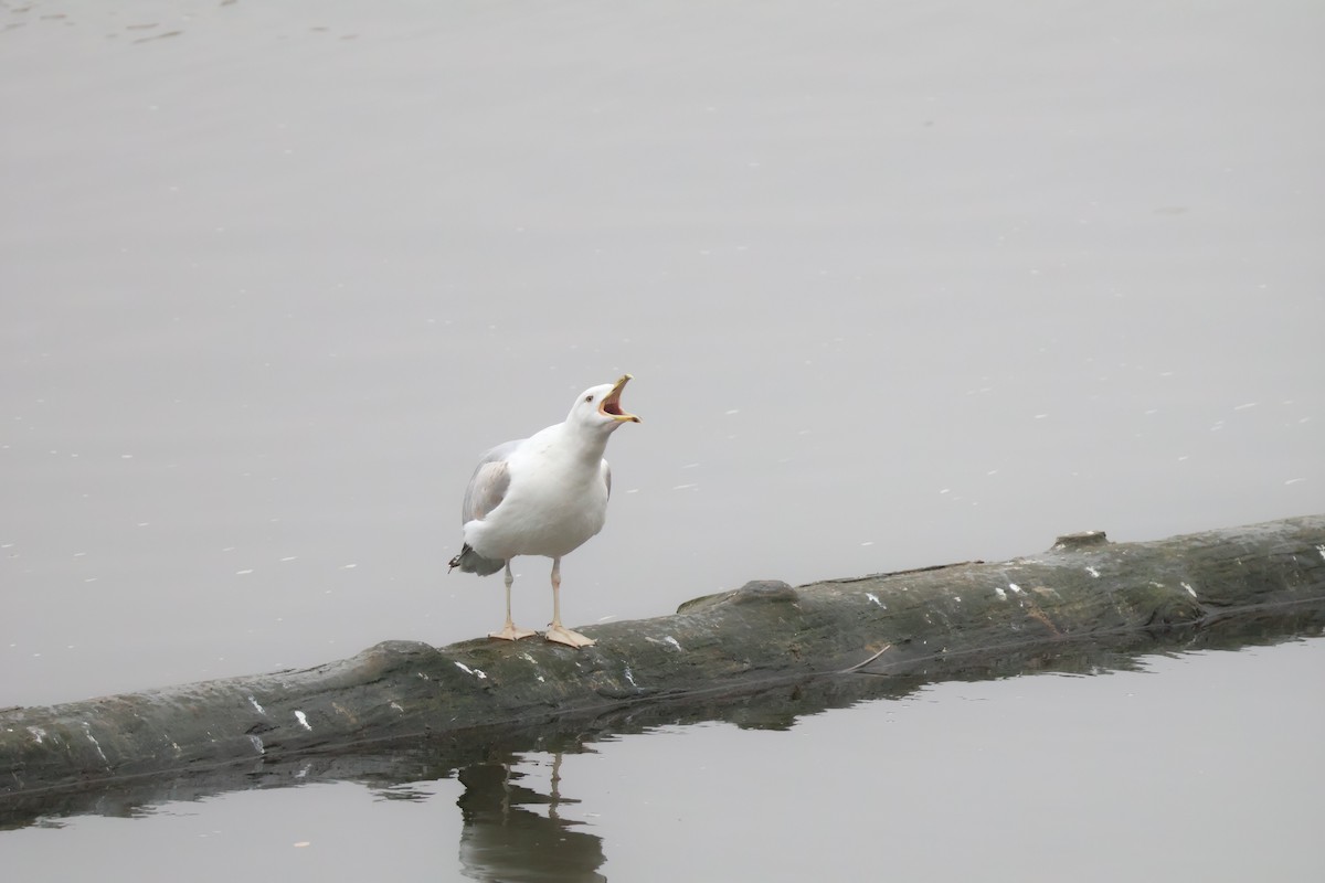 racek bělohlavý - ML646802213