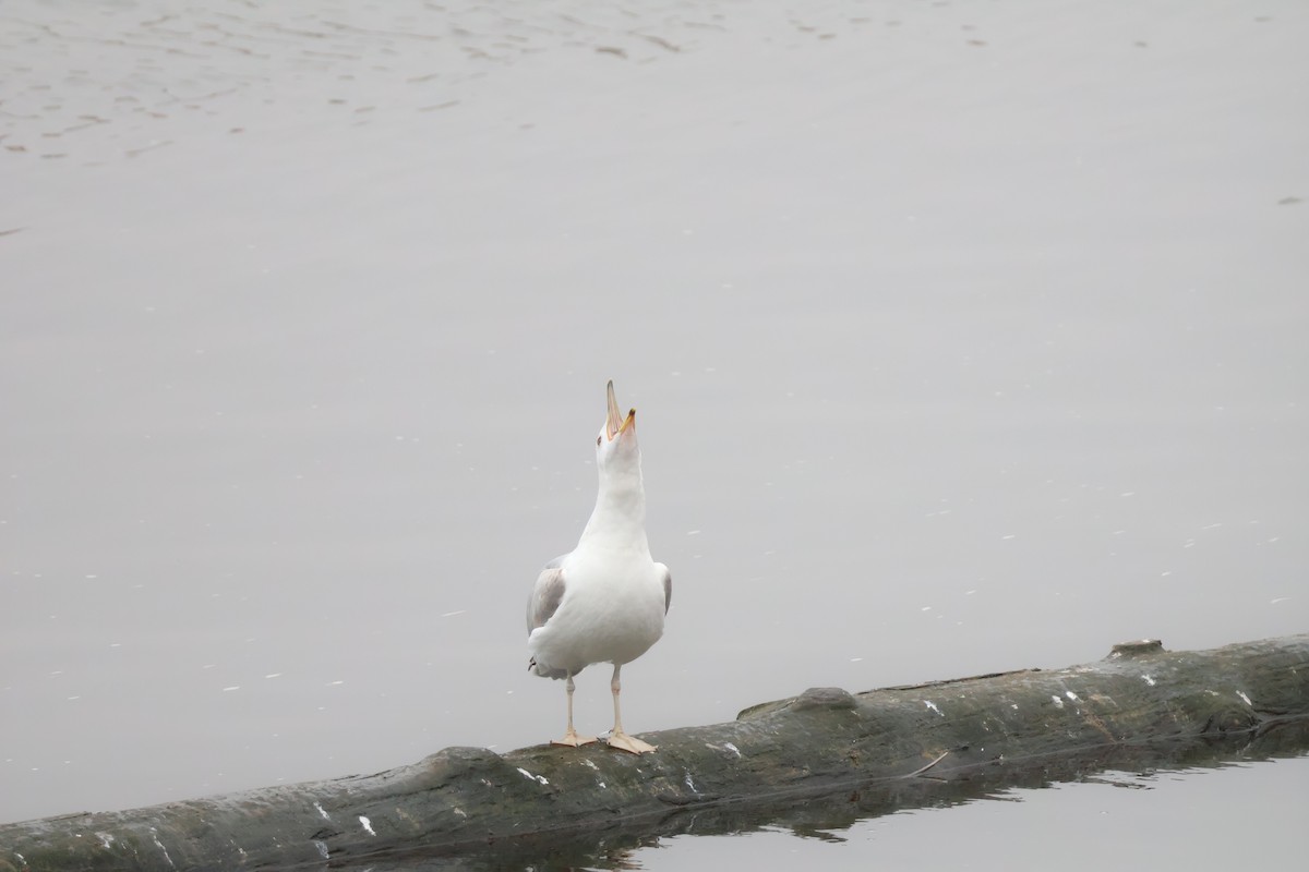 racek bělohlavý - ML646802214